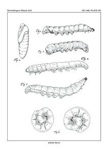 Larven-Studie