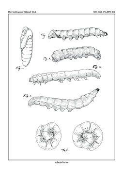 Larva study by Zoë Hoetmer