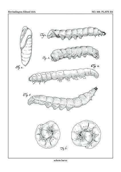 Larva study by Zoë Hoetmer