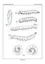 Larva study by Zoë Hoetmer thumbnail