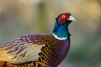 kleur! fazant close up