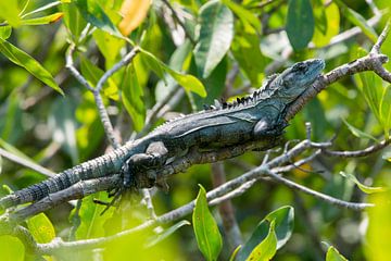 A male Utila iguana (Ctenosaura bakeri) lies resting on a branch in the mangrove of Utila by Thijs van den Burg