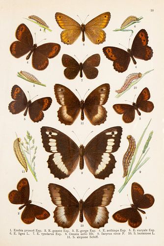 Kleurenplaat met 11 grote bruine vlinders