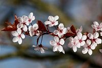 Kirschblüte, blühender Prunus