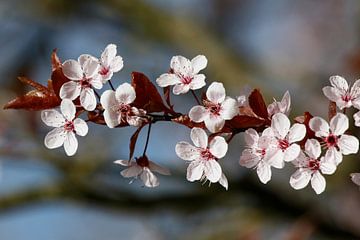 Kersenbloesem, prunus in bloei van Marian Bouthoorn