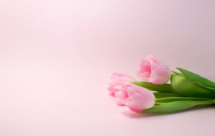 roze tulpen  von ChrisWillemsen