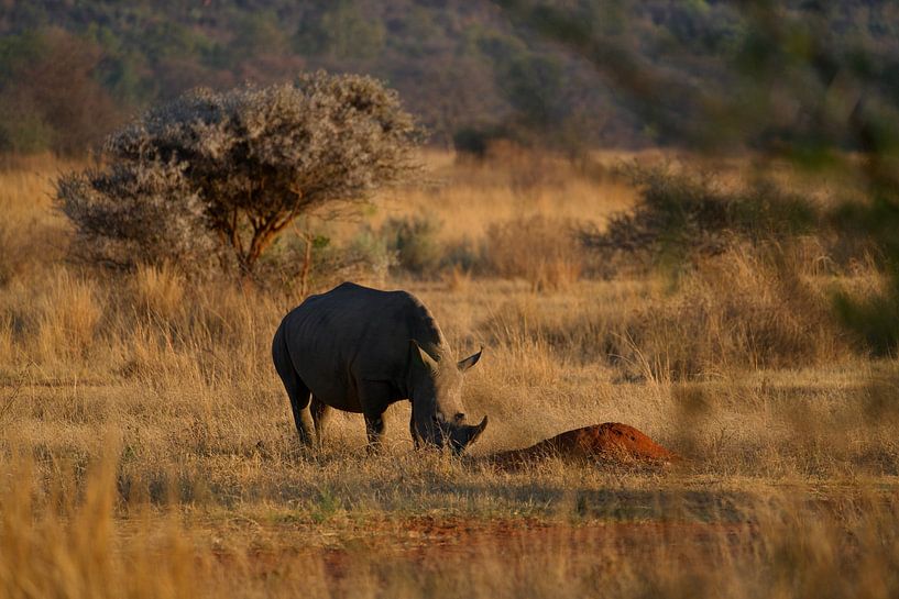 Rhinoceros by David Blok