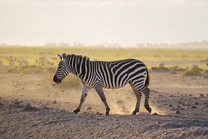 Zebra in Kenia