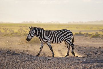 Zebra in Kenia