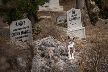 Guardian of Silence – Cemetery cat on a rock