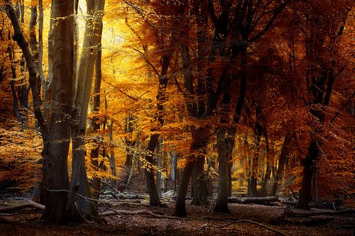 Light Matters  (Nederlands Herfstbos met zacht licht)