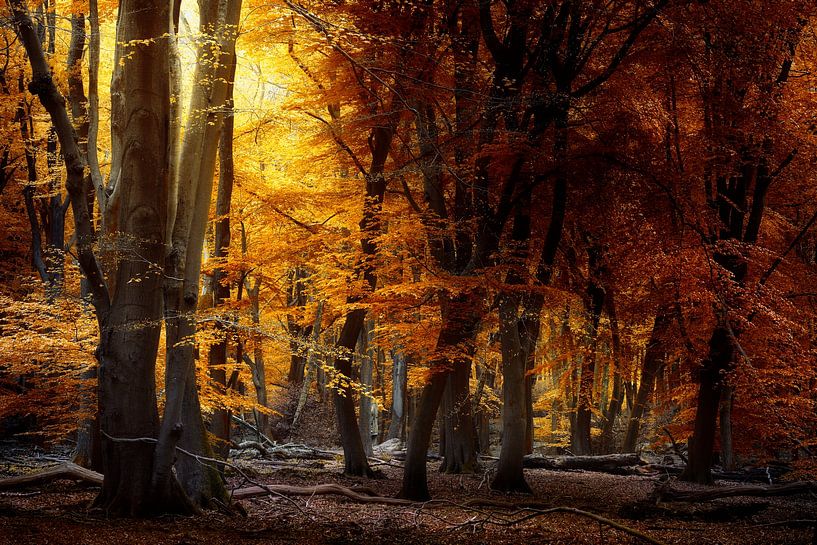 Light Matters (Niederländischer Herbstwald mit weichem Licht) von Kees van Dongen