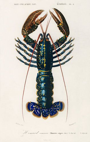 Ecrevisses pourpres, Charles Dessalines D' ; Orbigny sur Fish and Wildlife