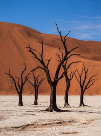 Dead trees against a backdrop of red desert dunes
