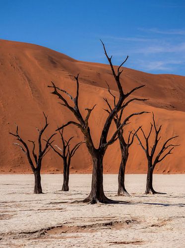 Des arbres morts pour des dunes désertiques rouges