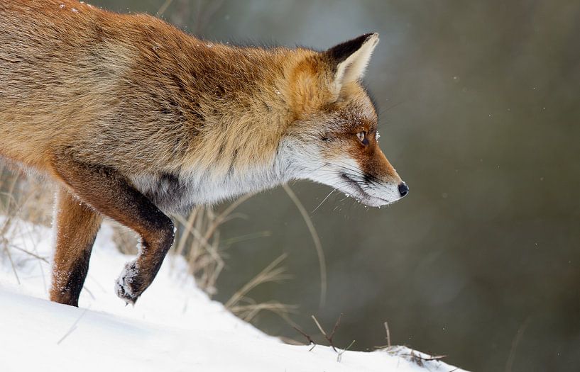 Vos in een sluiphouding  par Menno Schaefer