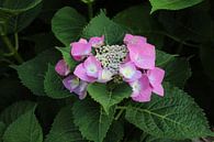 Hortensia by Geert Visser thumbnail
