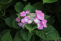 Hortensia