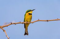 Little Bee-eater by Chris Stenger thumbnail