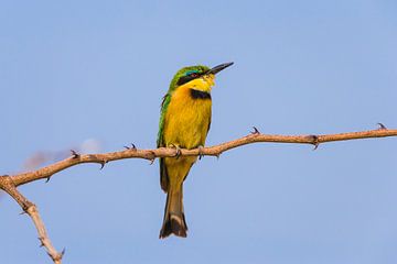 Little Bee-eater by Chris Stenger