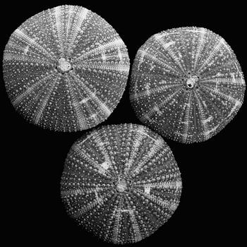 Coquilles en noir et blanc.