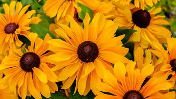 Radiant Sun Hats in Full Bloom