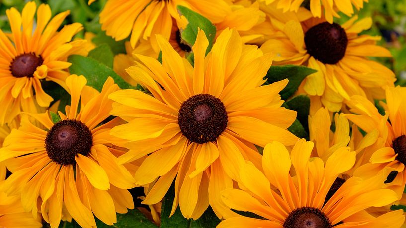 Strahlende Sonnenhüte in voller Blüte von Martijn van den Hil