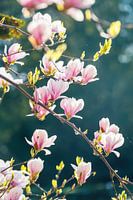 The magnolia flower