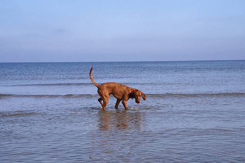 Waterspelletjes aan de Baltische Zee met een Magyar Vizsla.