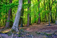 Der schöne Wald von Ostsee Bilder Miniaturansicht