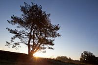 Sonnenaufgang/Sonnenuntergang mit Baum