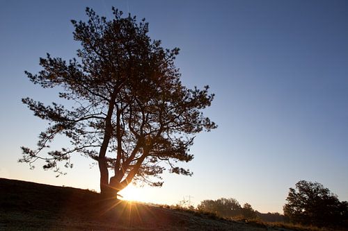 Zonsopkomst/ondergang met boom