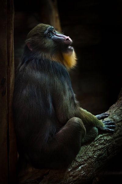 Bright female madrilla with yellow hair on a dark background of a half-turn by Michael Semenov