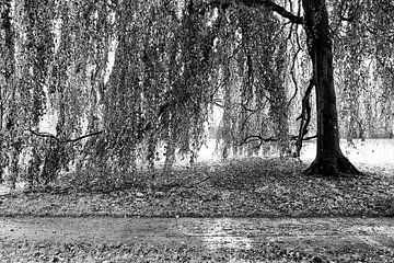 Mon ami l'arbre sur Heiko Westphalen