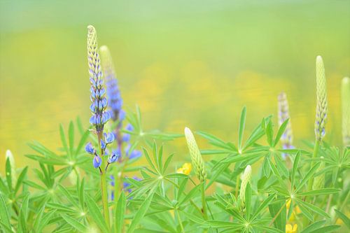 Lupines met boterbloemen in Schinnen