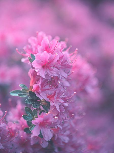 flowers part 444 by Tania Perneel