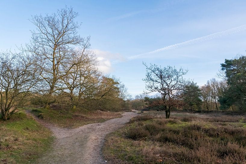 mooie natuur bij de Zeegse Duinen van Merijn Loch