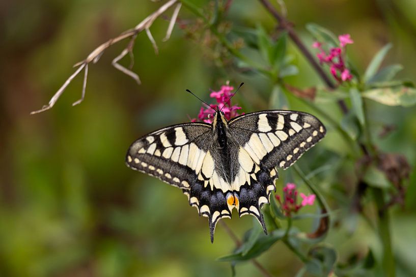 swallowtail by Marleen van der Schoot
