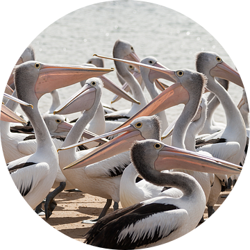 Hongerige Pelikanen in Australie van Chris van Kan