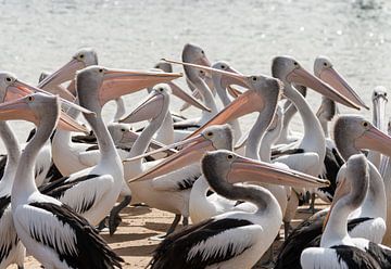 Hongerige Pelikanen in Australie von Chris van Kan