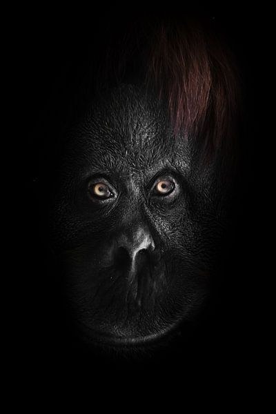 Das flache Gesicht eines Orang-Utans mit klaren orangefarbenen Augen, ein volles Gesicht aus der Dun von Michael Semenov