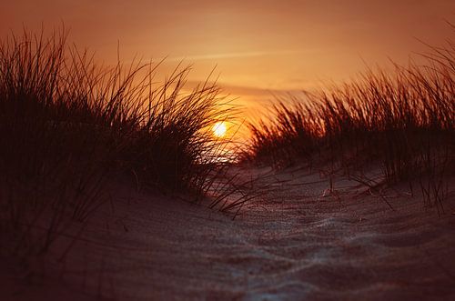 Sunset in the dunes