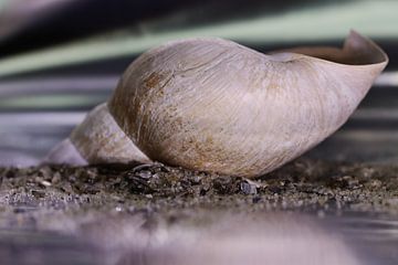 Wellhornschnecke bianco von Monique Visser