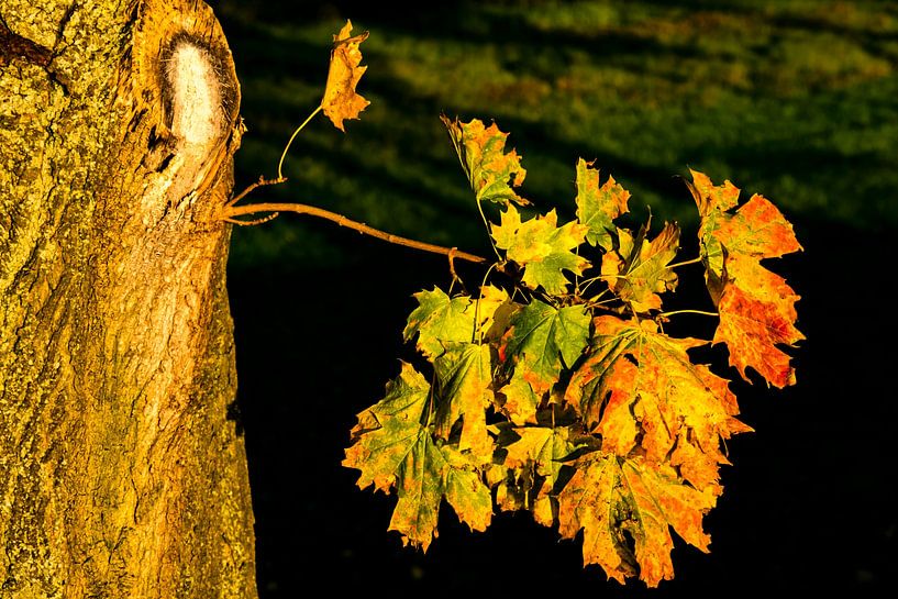 Maple leaves by Dieter Walther
