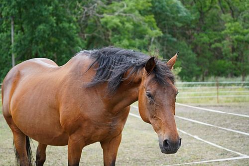 Trakehner Feldmeyer in de wei