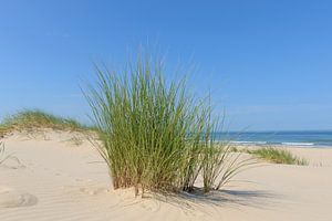 Strandhafer in den Dünen an der Nordseeküste von Sjoerd van der Wal Fotografie