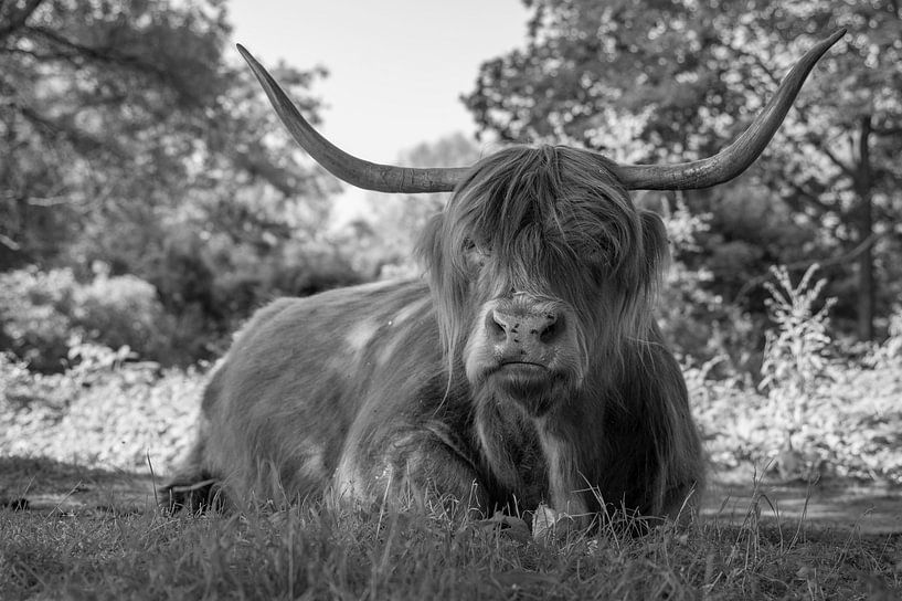 Schotse hooglander van Peter Bartelings
