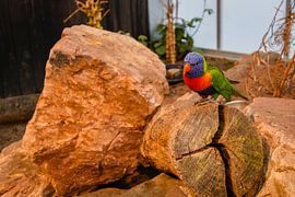 Multicoloured Lori's by Betty Verheij