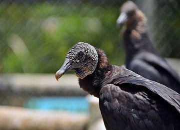 Black vulture in the Everglades by Karel Frielink