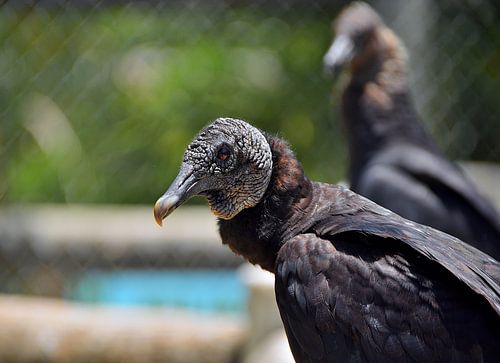 Zwarte gier in de Everglades